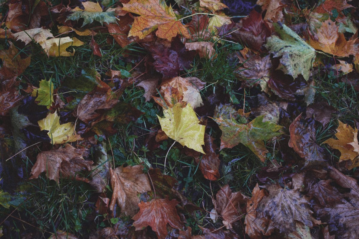 Autumn